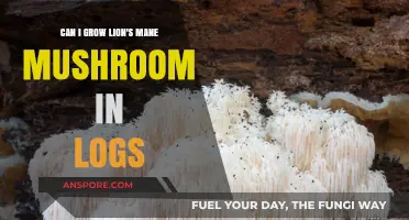 Growing Lion's Mane Mushrooms in Logs: A Beginner's Guide