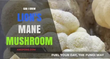 Growing Lion's Mane Mushroom: Tips for Successful Cultivation at Home