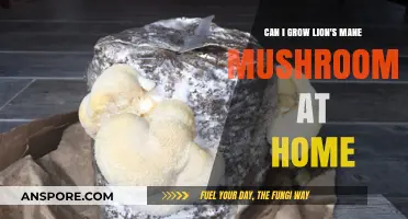 Growing Lion's Mane Mushrooms at Home: A Beginner's Guide