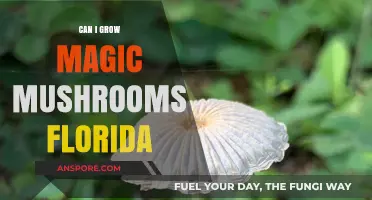 Growing Magic Mushrooms in Florida: Legal Risks and Cultivation Tips