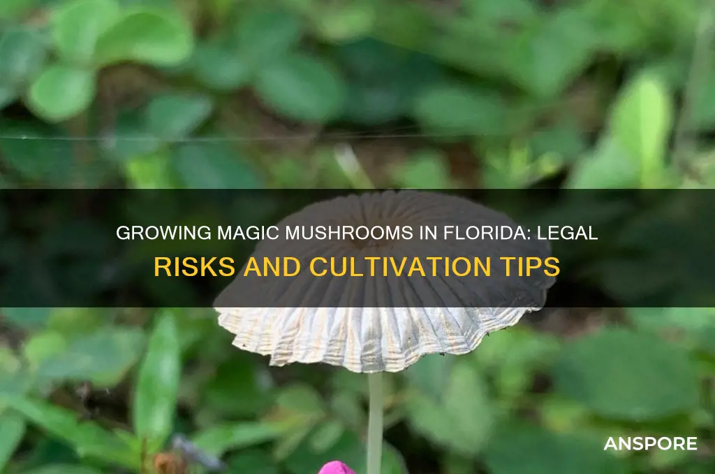 can i grow magic mushrooms florida