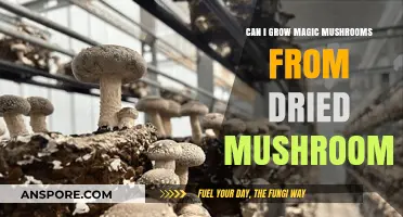 Growing Magic Mushrooms from Dried: Is It Possible or Myth?