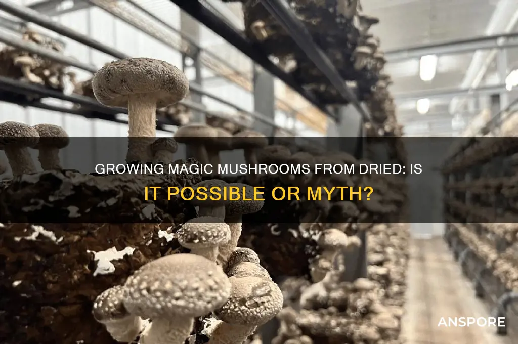 can i grow magic mushrooms from dried mushrooms