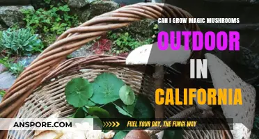 Growing Magic Mushrooms Outdoors in California: Legal and Practical Tips