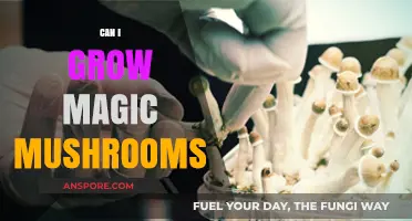Growing Magic Mushrooms: Legal, Safe, and Practical Cultivation Guide