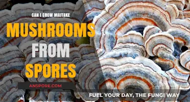 Growing Maitake Mushrooms from Spores: A Beginner's Guide to Success