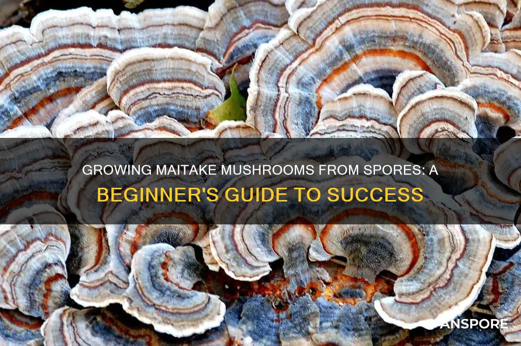 can i grow maitake mushrooms from spores