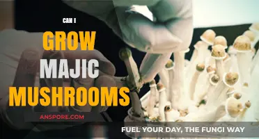 Growing Magic Mushrooms: Legal, Safe, and Practical Cultivation Tips