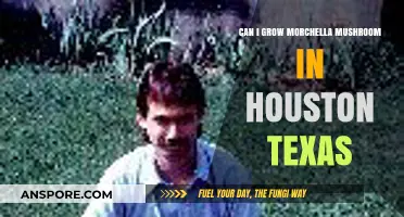 Growing Morchella Mushrooms in Houston: Climate Challenges and Tips