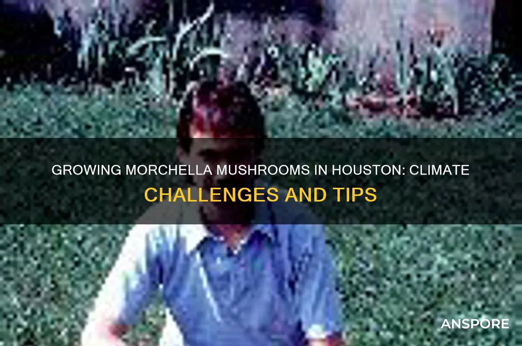 can i grow morchella mushroom in houston texas