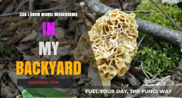 Growing Morel Mushrooms in Your Backyard: A Beginner's Guide