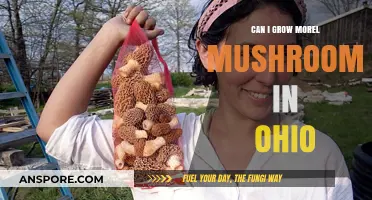 Growing Morel Mushrooms in Ohio: Tips, Conditions, and Success Strategies