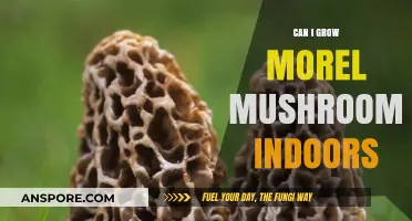 Growing Morel Mushrooms Indoors: Tips, Challenges, and Possibilities