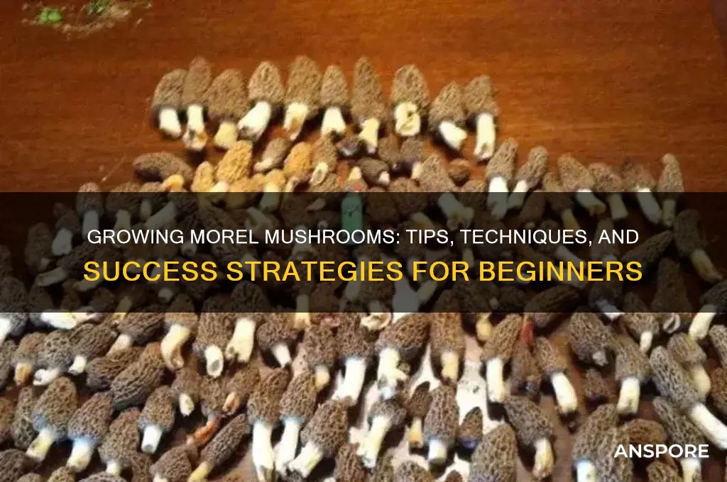 can i grow morel mushrooms