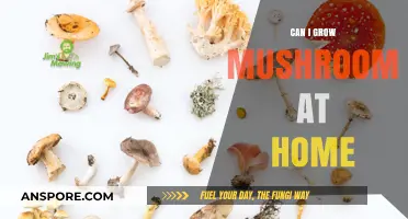 How to Successfully Grow Mushrooms at Home: A Beginner's Guide