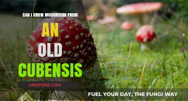 Reviving Old Cubensis: Can You Successfully Grow Mushrooms from It?