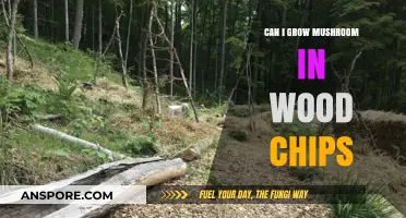 Growing Mushrooms in Wood Chips: A Beginner's Guide to Success