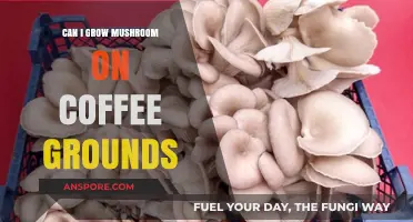 Growing Mushrooms on Coffee Grounds: A Sustainable Home Gardening Guide