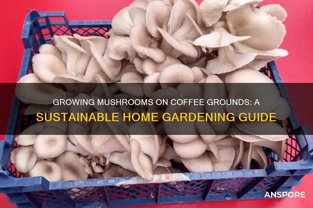 can i grow mushroom on coffee grounds