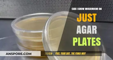 Growing Mushrooms on Agar Plates: A Simple Guide for Beginners