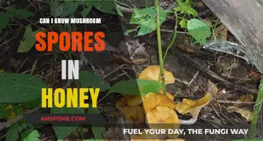 Growing Mushroom Spores in Honey: A Sweet Cultivation Experiment