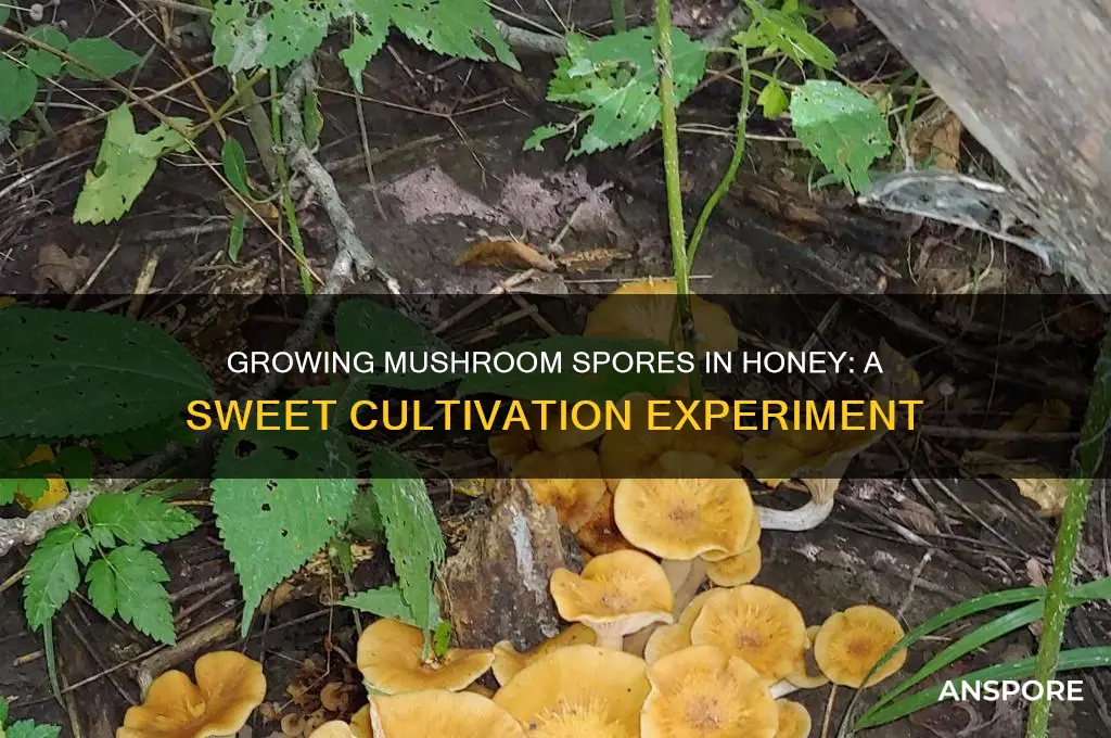 can i grow mushroom spores in honey