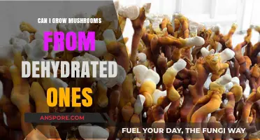 Reviving Dehydrated Mushrooms: Can You Grow Fresh Fungi from Dried Ones?