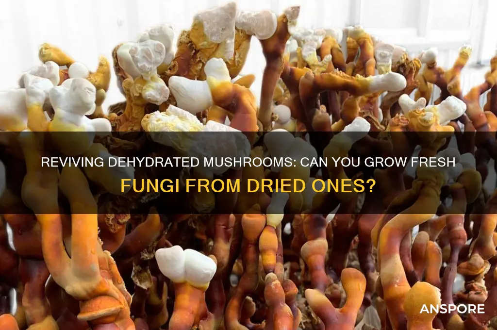 can i grow mushrooms from dehydrated ones