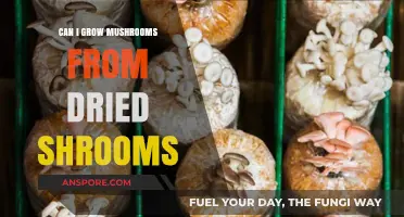 Growing Mushrooms from Dried Shrooms: A Beginner's Guide to Cultivation