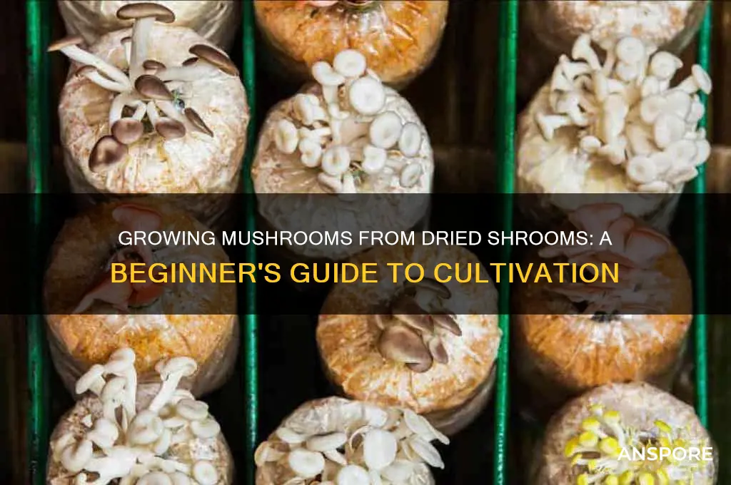 can i grow mushrooms from dried shrooms