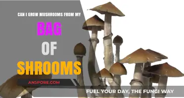 Growing Mushrooms from Your Shroom Bag: Is It Possible?