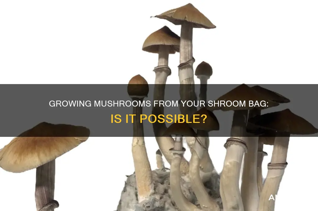can i grow mushrooms from my bag of shrooms