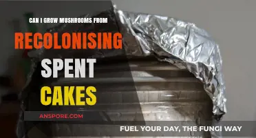 Reviving Spent Mushroom Cakes: Tips for Successful Recolonization and Growth
