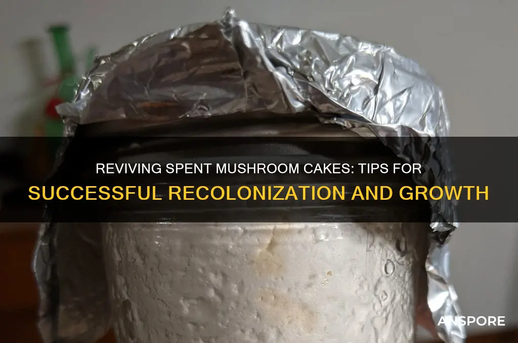 can i grow mushrooms from recolonising spent cakes