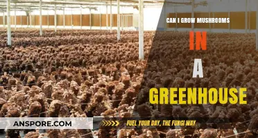 Growing Mushrooms in a Greenhouse: Tips, Benefits, and Best Practices