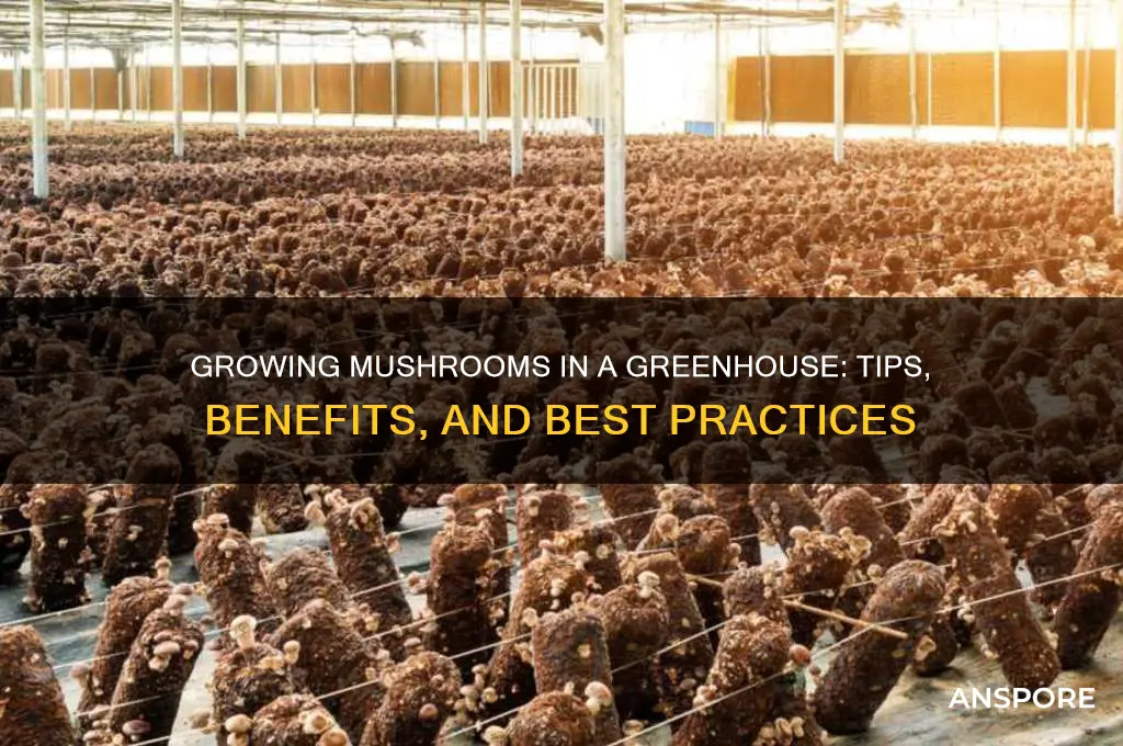 can i grow mushrooms in a greenhouse
