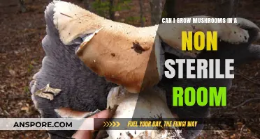 Growing Mushrooms in Non-Sterile Rooms: Tips for Successful Cultivation