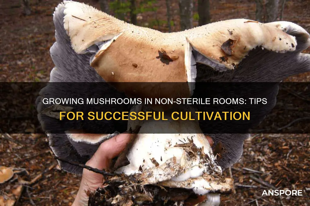 can i grow mushrooms in a non sterile room