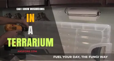 Growing Mushrooms in a Terrarium: Tips, Tricks, and Best Practices