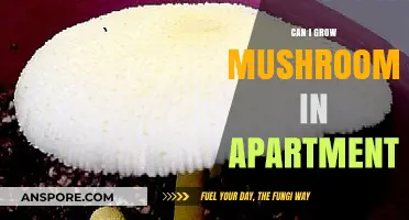 Apartment Mushroom Growing: Tips for Urban Fungus Cultivation Success