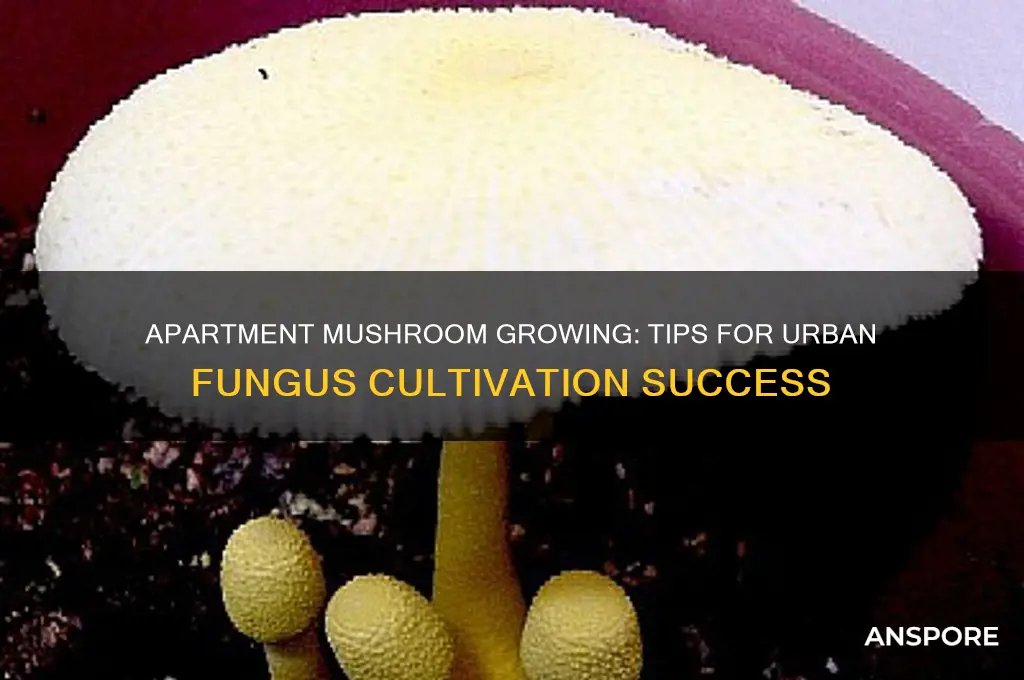 can i grow mushrooms in apartment