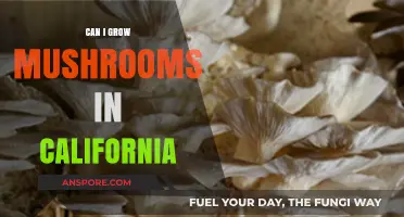 Growing Mushrooms in California: Tips for a Successful Harvest
