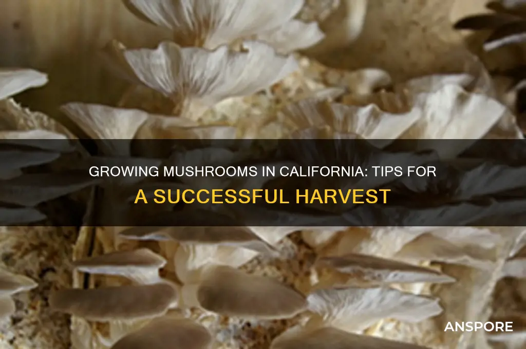 can i grow mushrooms in california