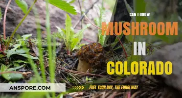Growing Mushrooms in Colorado: Tips for a Successful Harvest