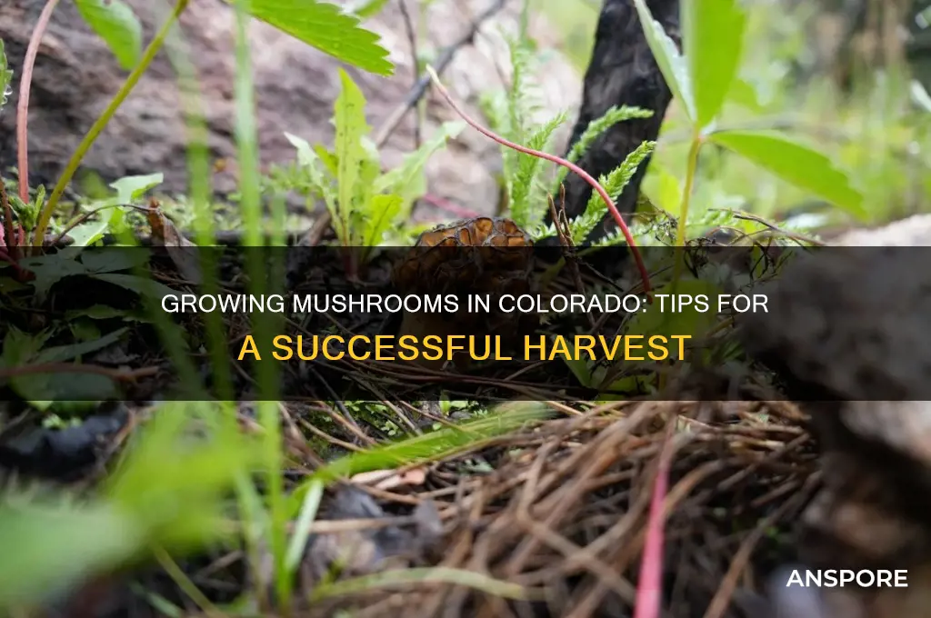 can i grow mushrooms in colorado
