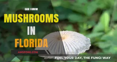 Growing Mushrooms in Florida: Tips for Successful Cultivation in Sunshine State