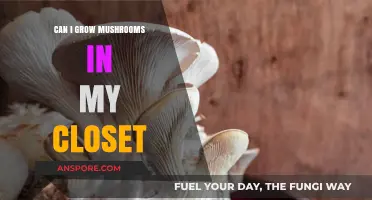 Closet Mushroom Cultivation: Tips for Growing Fungi Indoors Successfully