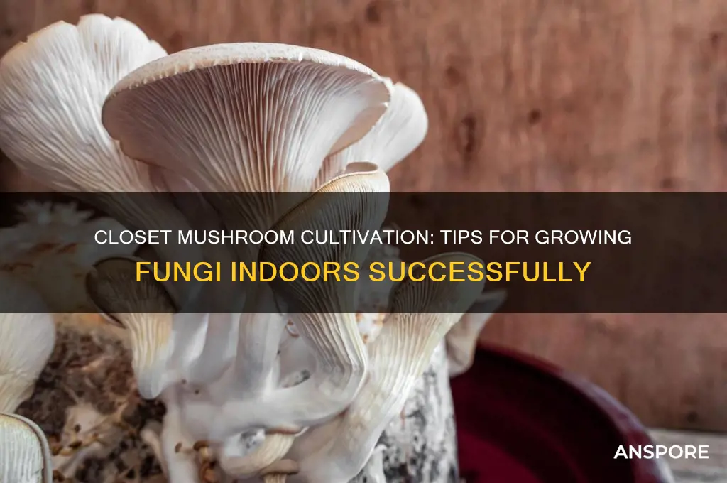 can i grow mushrooms in my closet