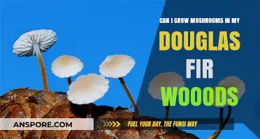 Growing Mushrooms in Douglas Fir Woods: A Feasible Foraging Adventure