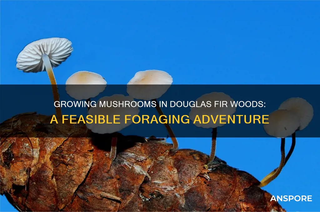 can i grow mushrooms in my douglas fir wooods